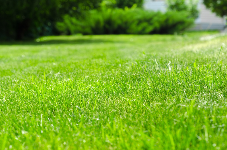 How to Maintain a Perfectly Manicured Lawn