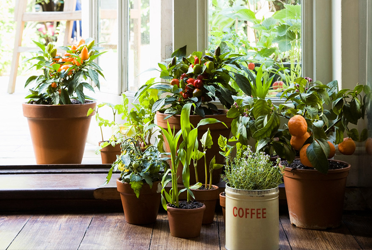 How to Keep Your Houseplants Alive: The Basics